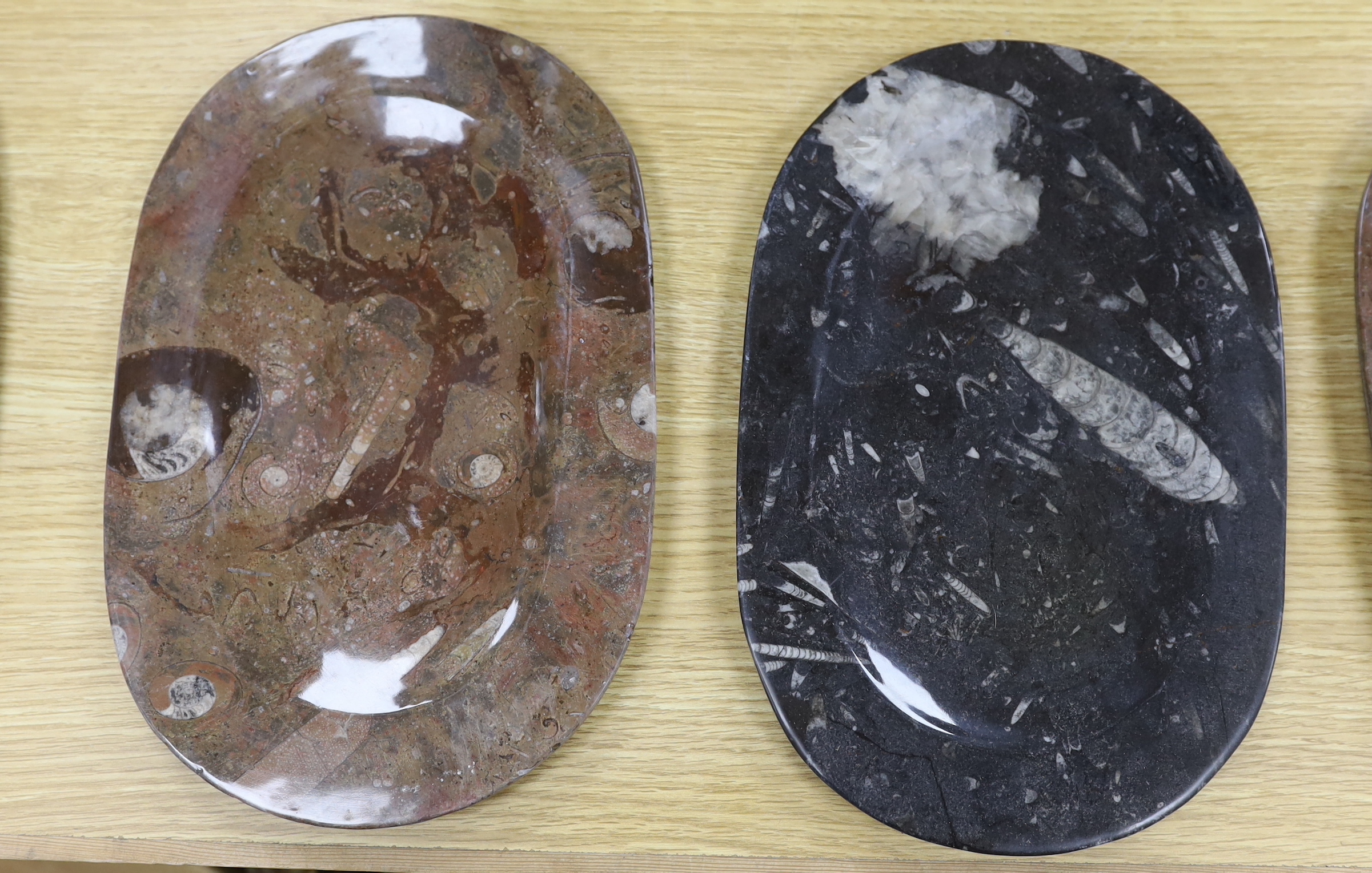 Six fossil specimen stone plates, including ammonites, belemnites, etc. largest 32cm